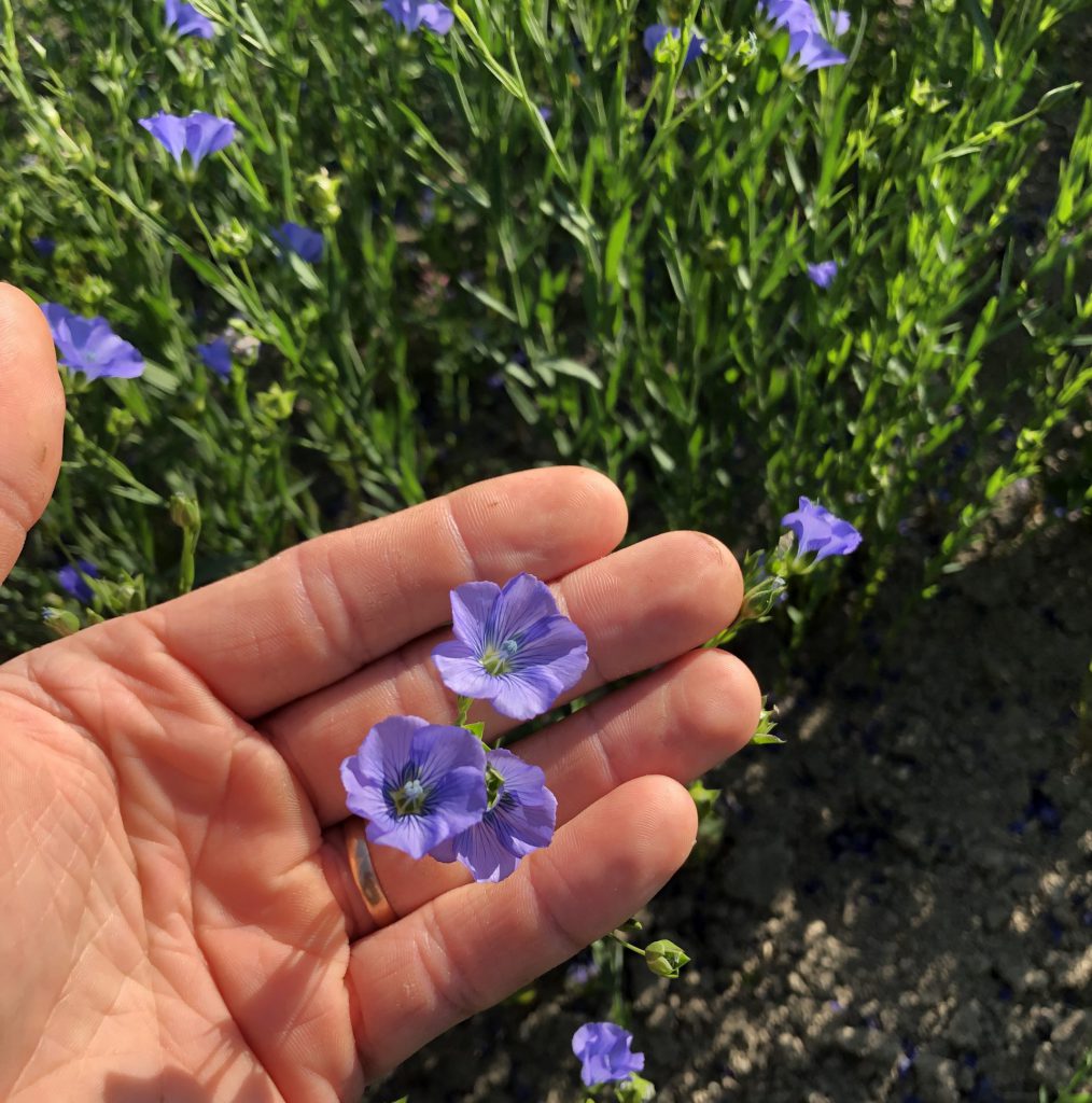 Lin en fleur (Linum usitatissimum)