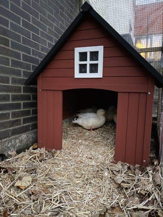 peindre une maison de canard avec de la peinture suédoise